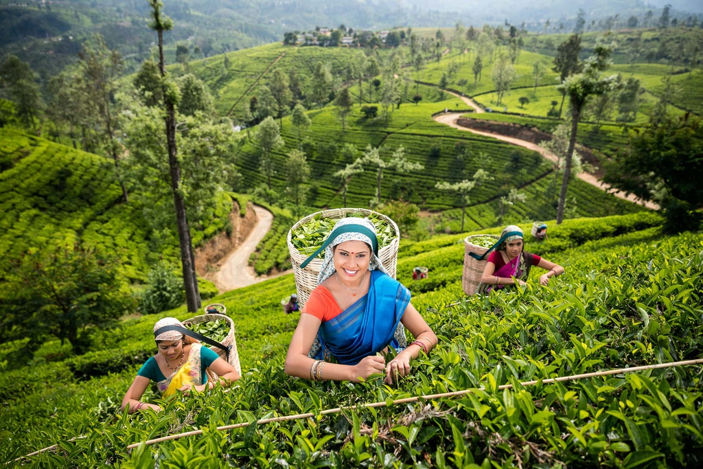 TOUR DU LỊCH SRILANKA  COLOMBO TỪ HÀ NỘI  7 NGÀY 6 ĐÊM 