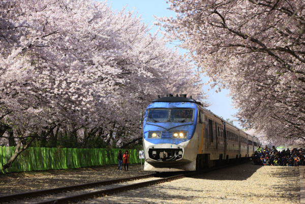 MÙA XUÂN HÀN QUỐC MÙA HOA ANH ĐÀO TOUR SUMMIT TRAVEL 6 NGÀY 5 ĐÊM HÀ NỘI (SÀI GÒN) - BUSAN - JINHAE- DU THUYỀN 5* TÀU VEN BIỂN - SEOUL SAUNA - NAMI - HÁI DÂU CÔNG VIÊN YEOUIDO GIÁ RẺ DỊCH VỤ CHẤT LƯỢNG CAO 
